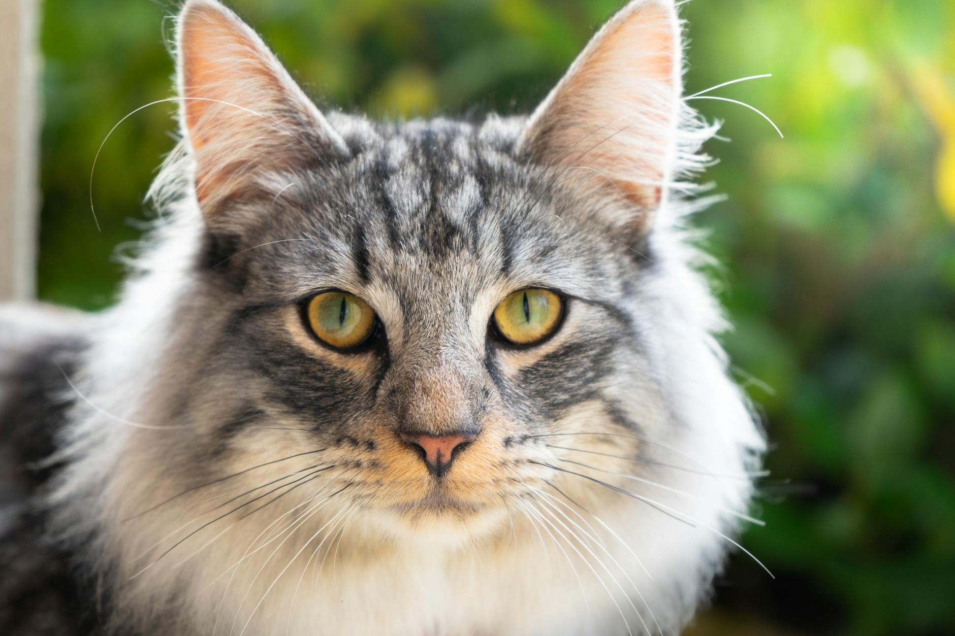 Jagiellonia-Fiorentina: live playoff di Conference League, segui la cronaca!