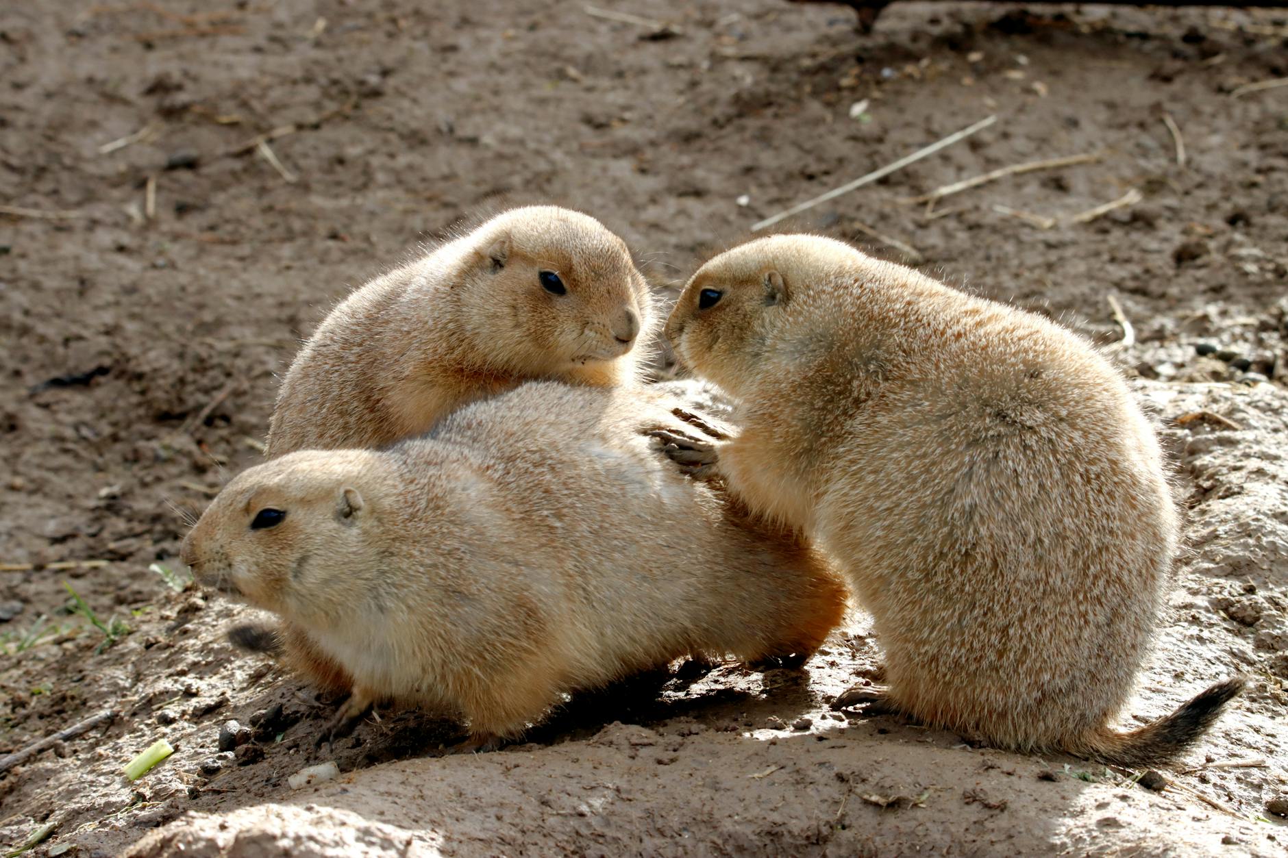 Fiorentina, ufficiale l'arrivo di Fabbian dal Bologna: tutti i dettagli dell'operazione