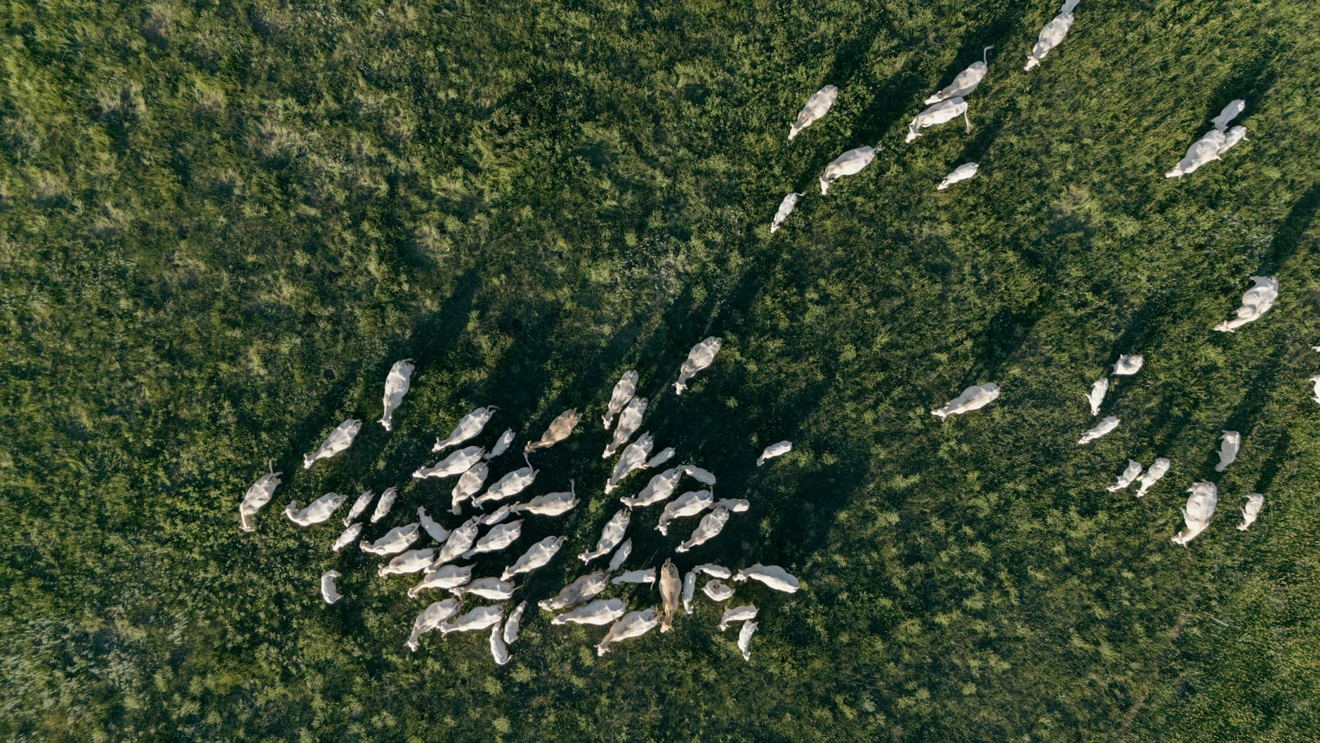 Nottingham Forest esonera Sean Dyche dopo 114 giorni: è il terzo cambio in panchina della stagione
