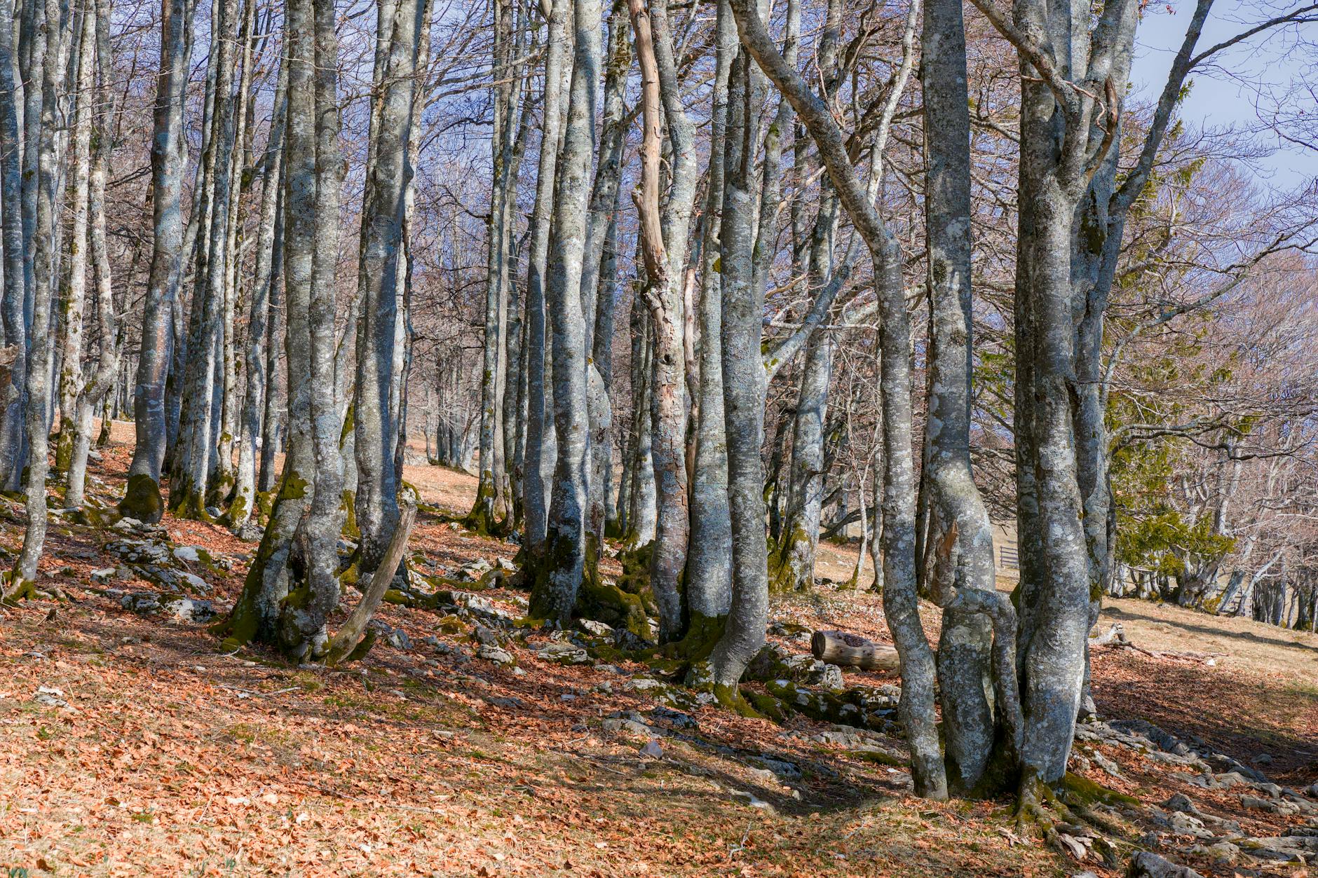 Bologna-Parma 0-1: Ordonez decide in un match ricco di colpi di scena