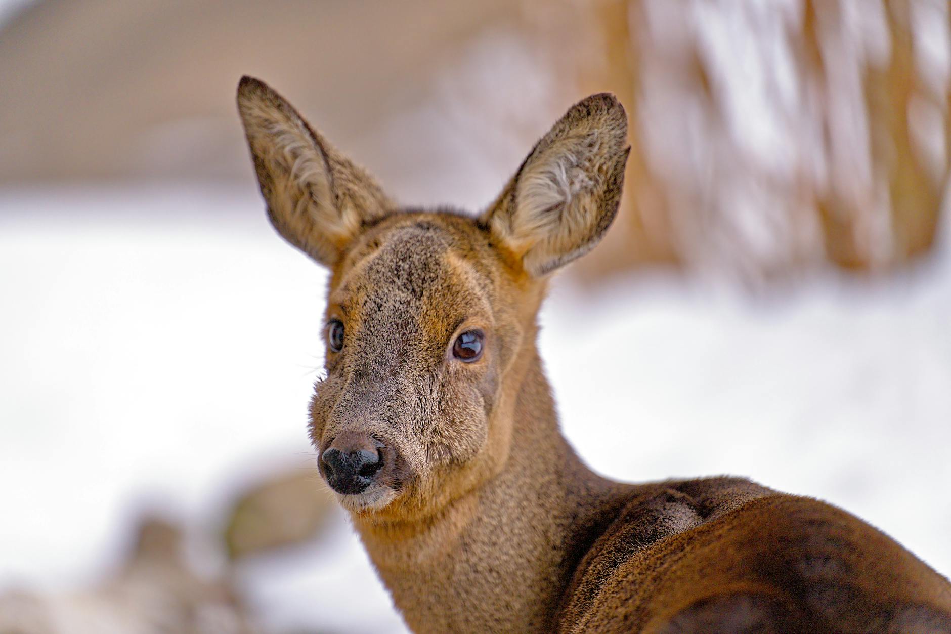 Formazioni ufficiali Milan-Como: le scelte di Allegri e Fabregas per il recupero di Serie A